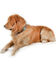 Image #5 - Myra Full Bloom Tooled Leather Dog Collar, Brown, hi-res