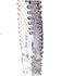 Image #4 - Azalea Wang Women's Upbeat Rhinestone Western Boots - Snip Toe, White, hi-res